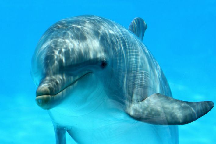Chronotypes That Define Sleep Pattern - Dolphin